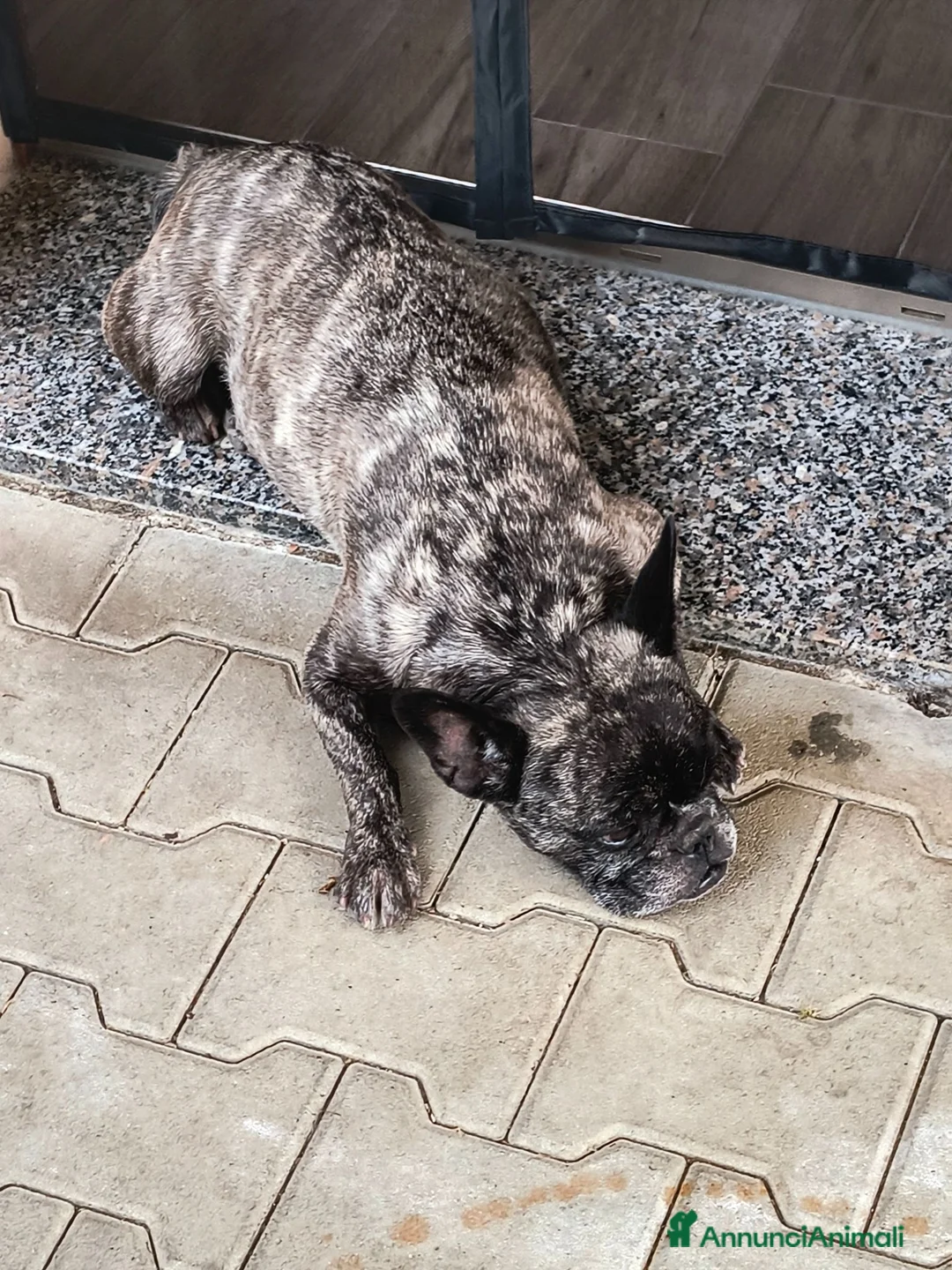 Bulldog Francese cani in vendita: Bulldog francese sterilizzata  - Annuncio 6