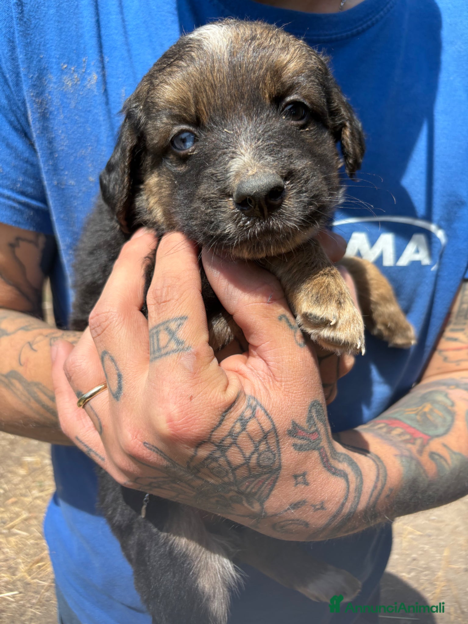 Meticcio cani in regalo: Regalo cuccioli di cane meticci  a Provincia di Chieti - Annuncio 1