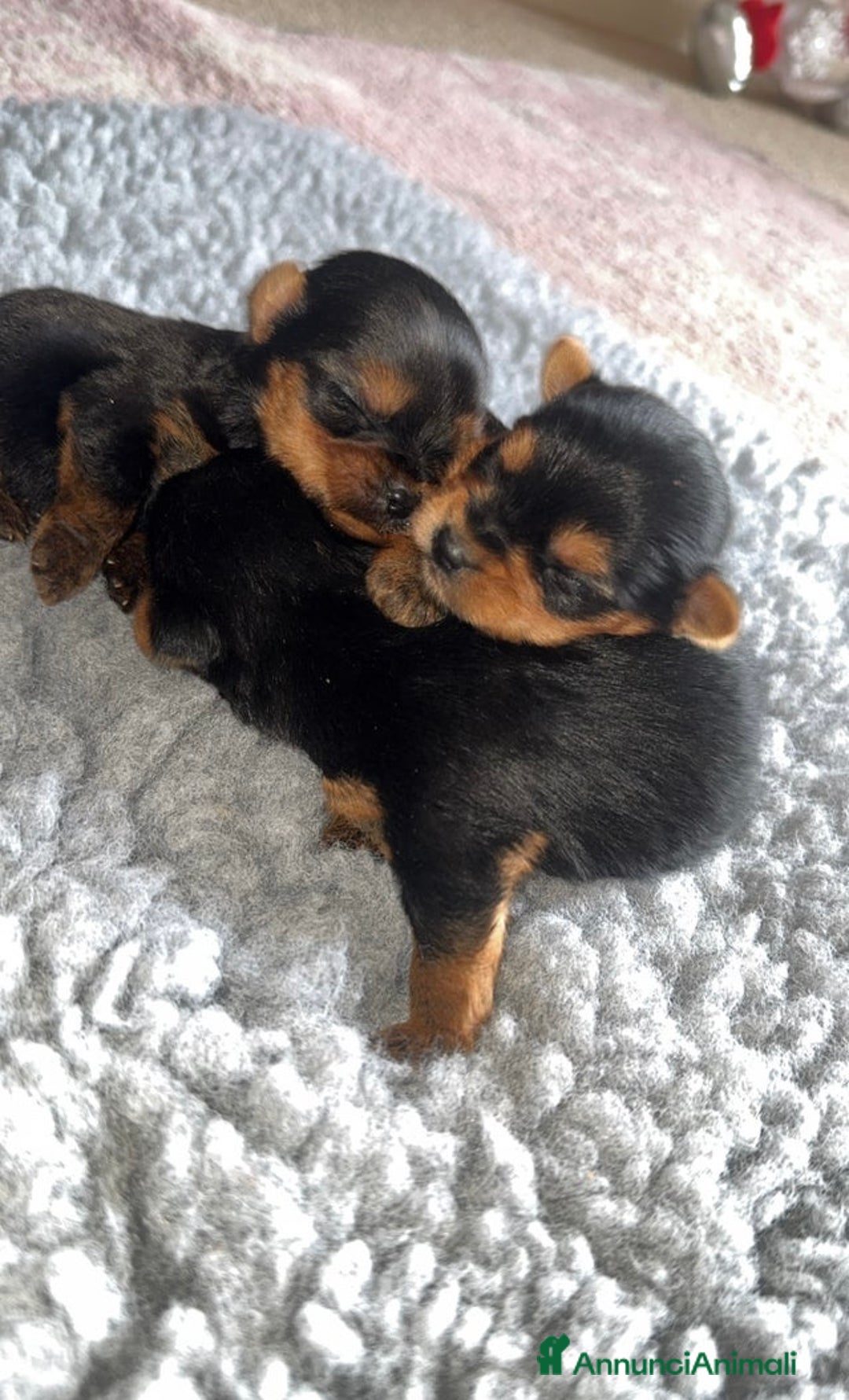 Yorkshire cani in vendita: Cuccioli di Yorkshire Terrier - Annuncio 6