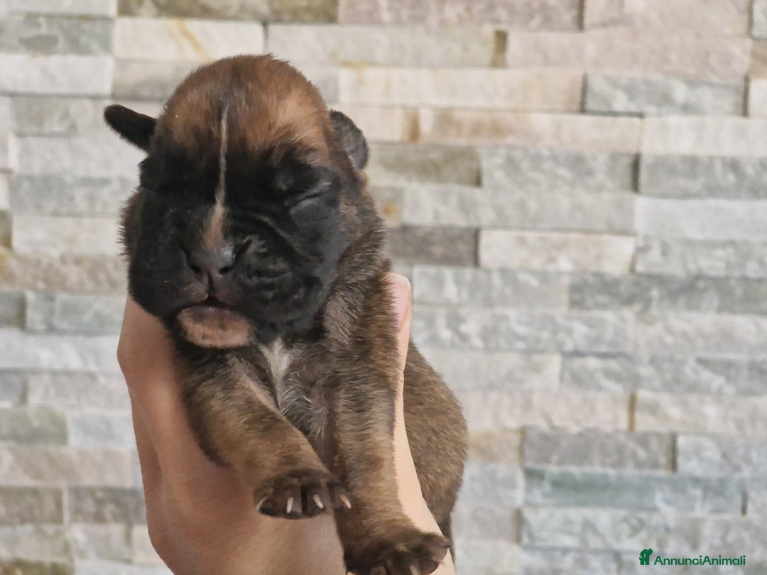 Boxer cani in vendita: Cuccioli Boxer del Principe di Tavi - Annuncio 6