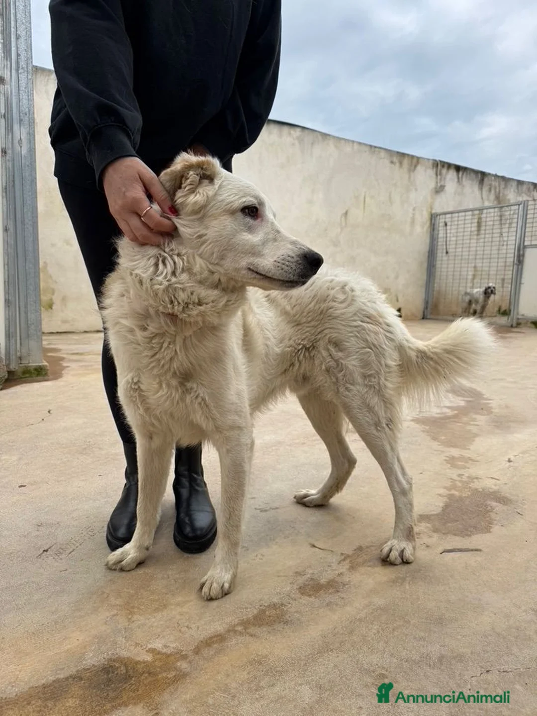 Meticcio cani in regalo: Ugo: cucciolone buonissimo con tutti  - Annuncio 6
