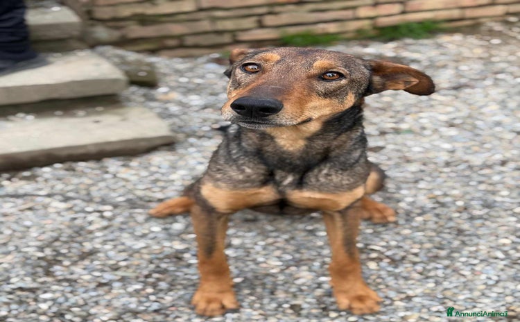 Dobermann cani a Città Metropolitana di Firenze - Annuncio 1