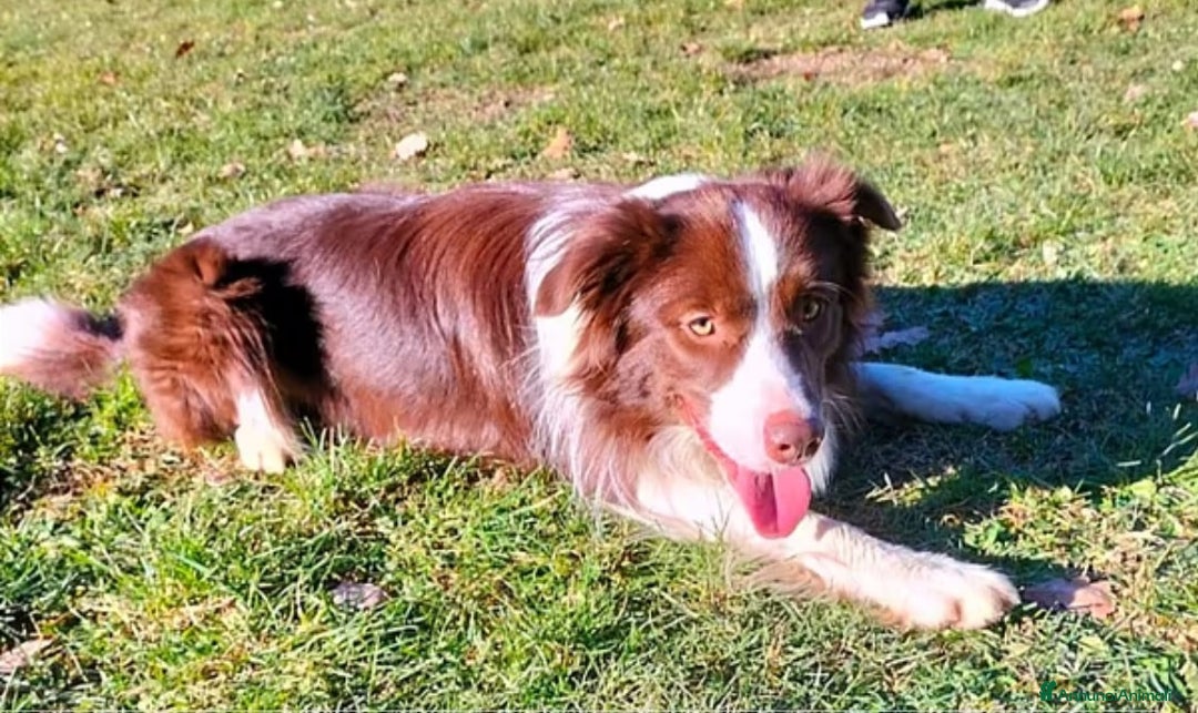 Border Collie cani per accoppiamento: Border collie per monta a Provincia di Ravenna - Immagine 2
