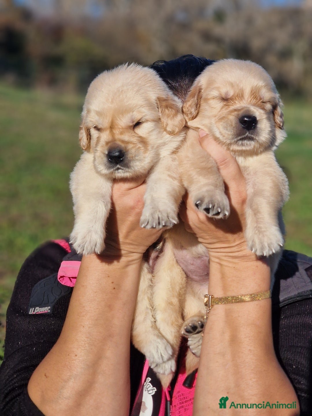 Golden Retriever cani in vendita: CUCCIOLI DI GOLDEN RETRIEVER MARINA LAB - Annuncio 3