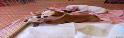 Bulldog cani in vendita: Cucciolo American bulldog  - Annuncio 6
