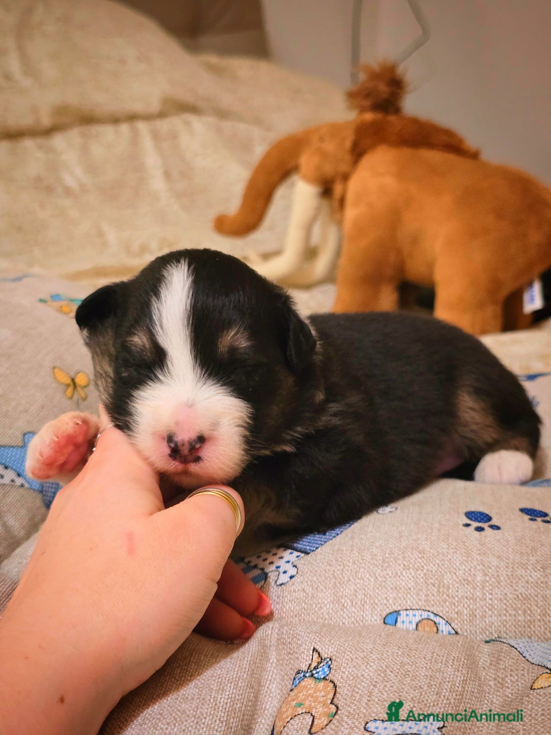Australian Shepherd cani in vendita: Cucciole di pastore australiano con pedigree ENCI - Annuncio 18