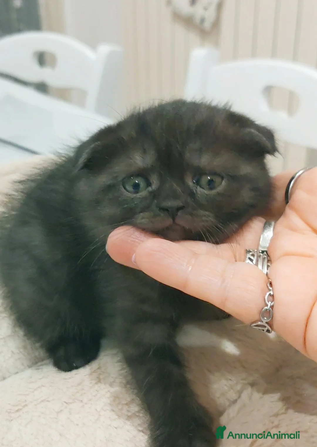 Scottish gatti in vendita: Scottish fold  - Annuncio 1