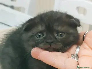 Scottish gatti Scottish fold - Annuncio 2