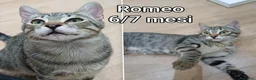 Europeo gatti in regalo: GATTINI BISOGNOSI IN CERCA D'AMORE  a Città Metropolitana di Bologna - Annuncio 8
