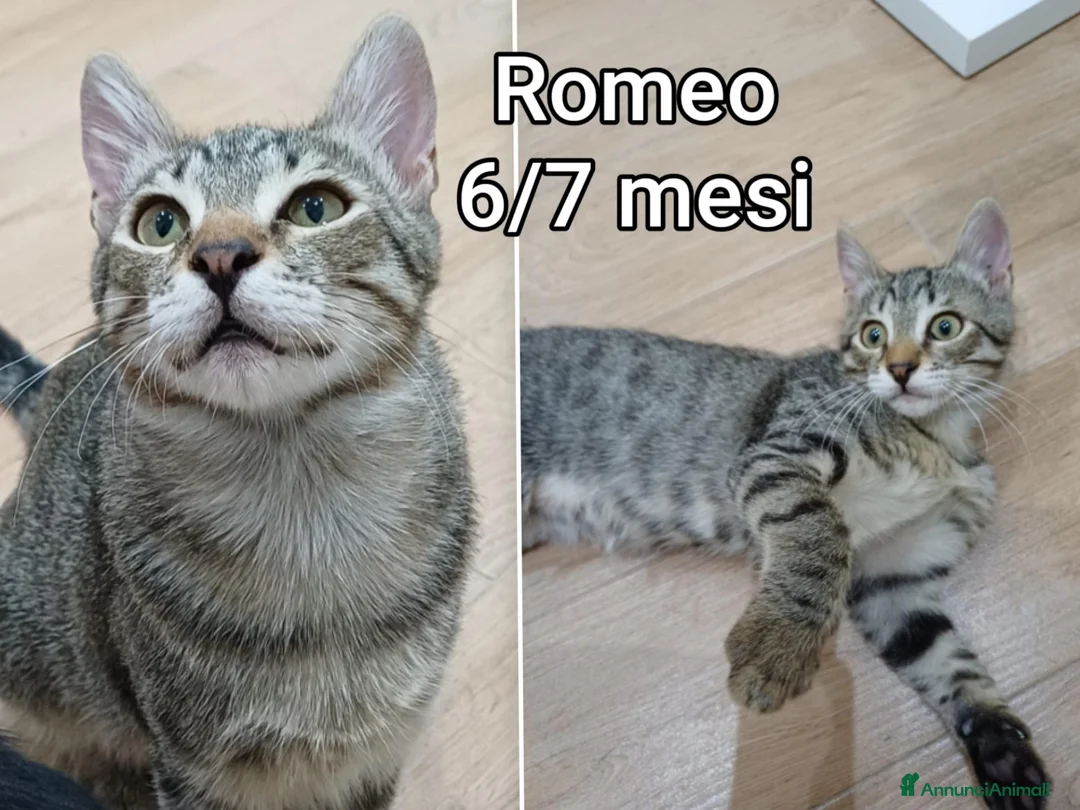 Europeo gatti in regalo: GATTINI BISOGNOSI IN CERCA D'AMORE  a Città Metropolitana di Bologna - Annuncio 8