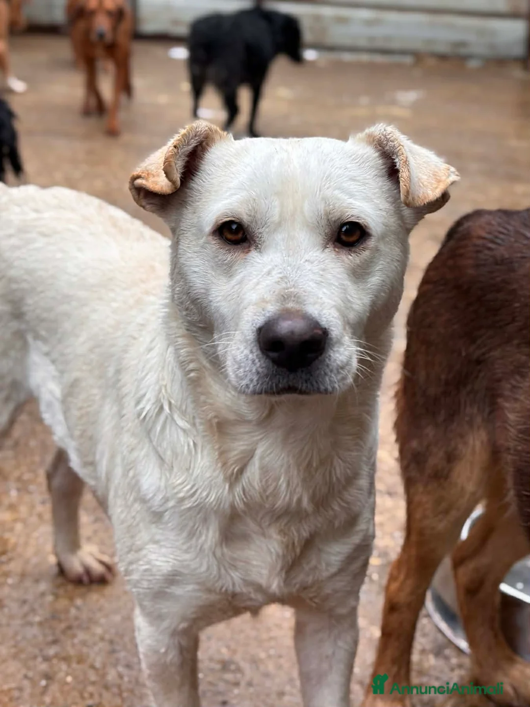 Meticcio cani in regalo: BLANCA & BLESS, cagnoline super tenere. - Annuncio 9