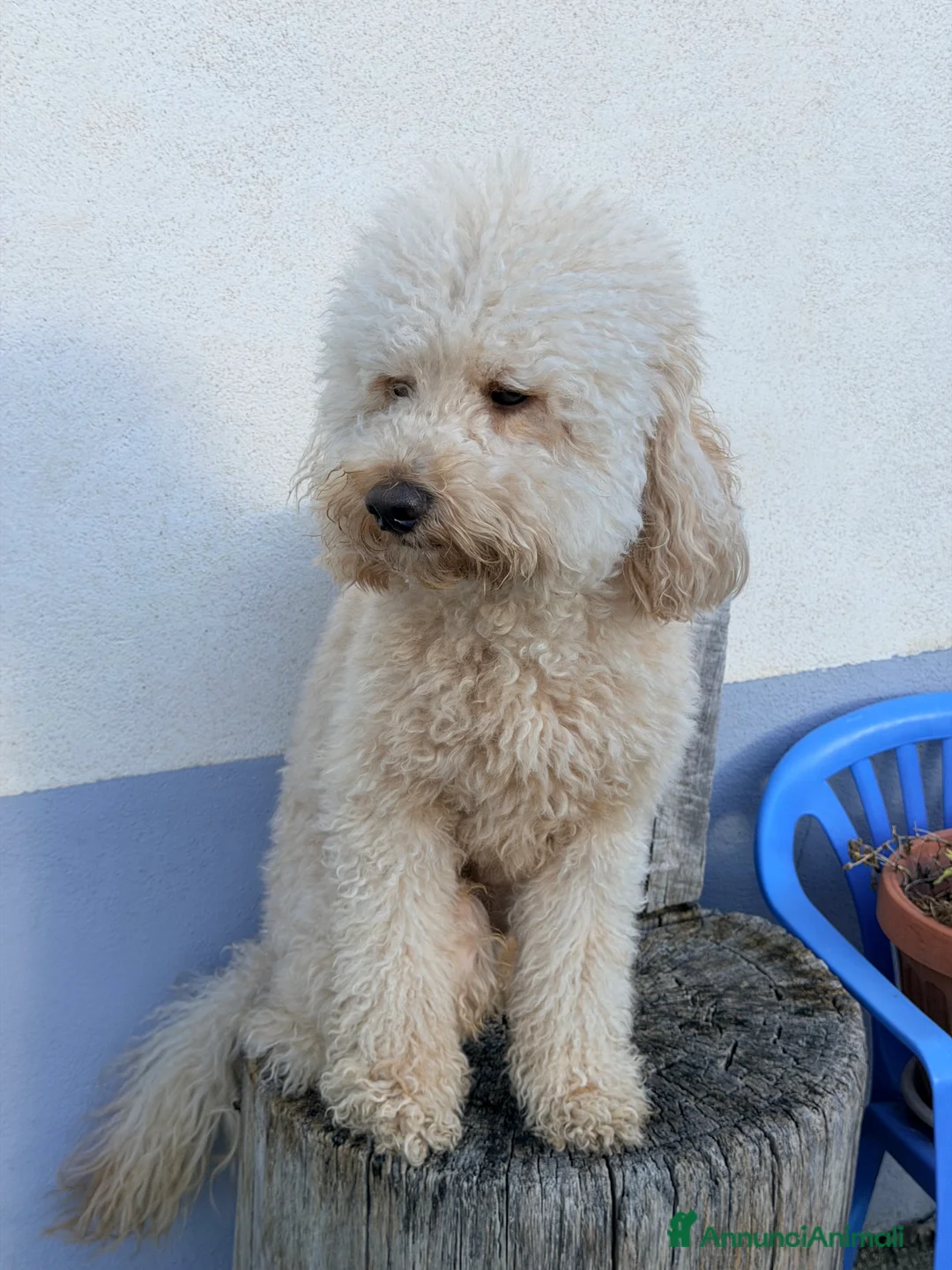 Barboncino cani per accoppiamento: Barboncino Nano per accoppiamento  - Annuncio 3