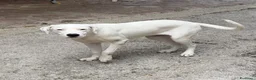 Meticcio cani in regalo: Cucciola Simil dogo a Provincia di Parma - Annuncio 3