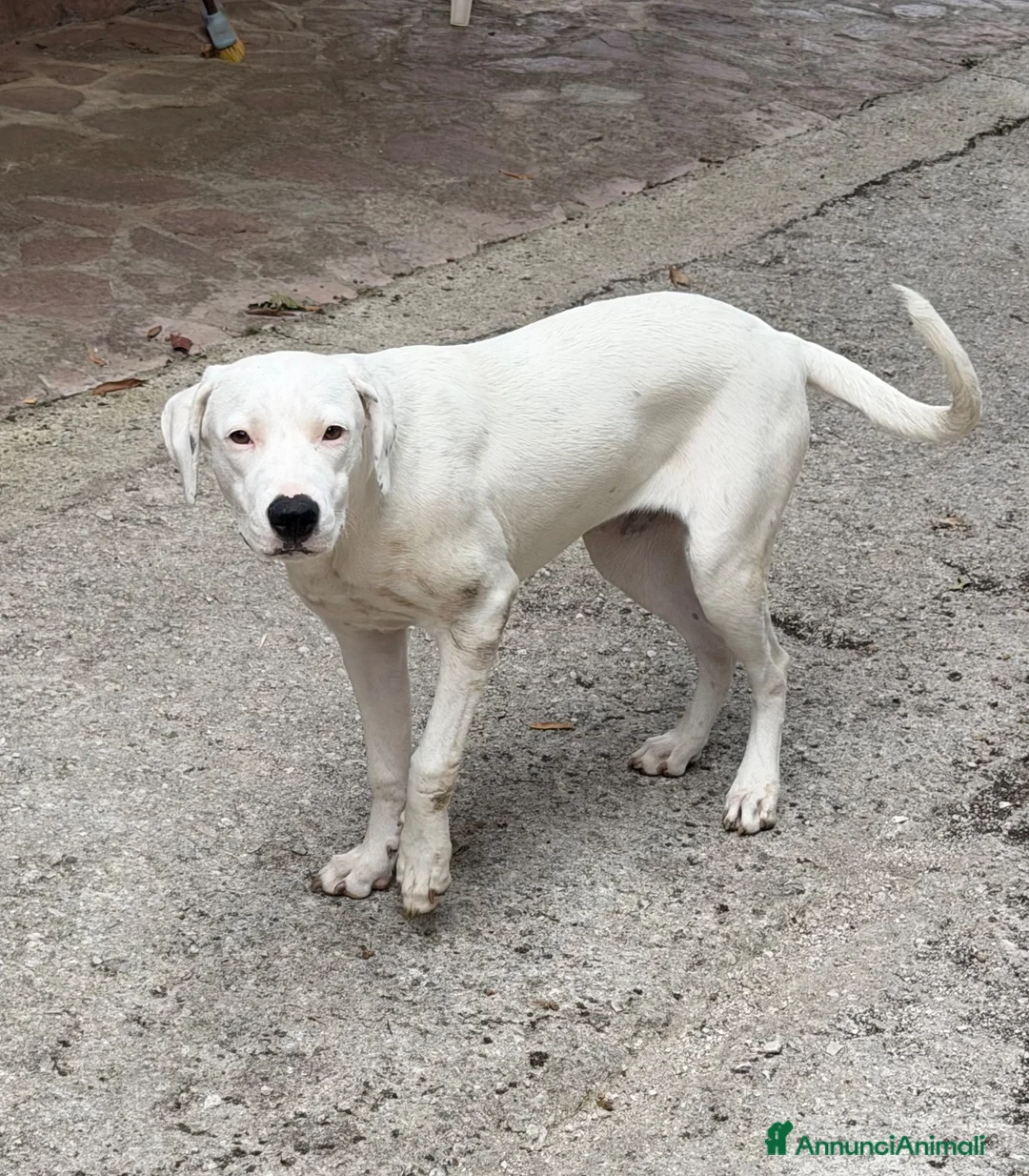Meticcio cani in regalo: Cucciola Simil dogo a Provincia di Parma - Annuncio 3