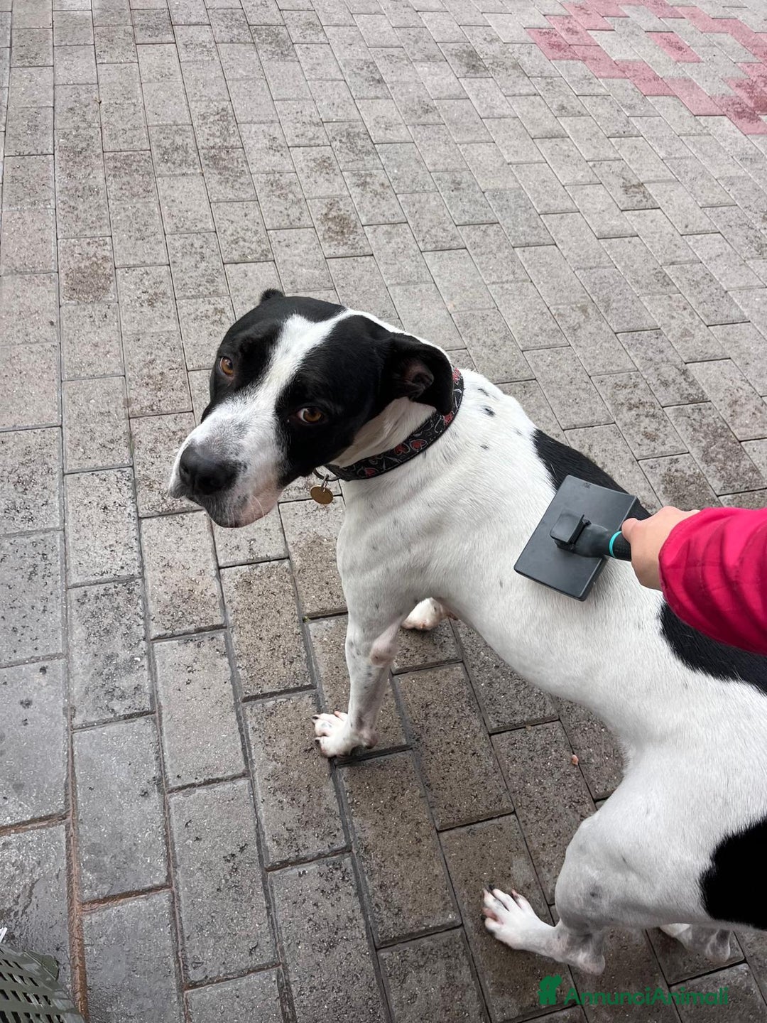 Meticcio cani in regalo: BLACK CERCA CASA - Annuncio 5