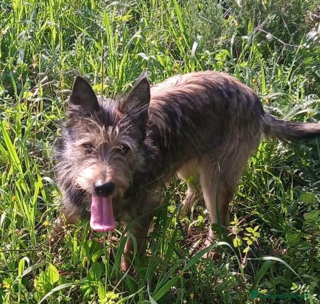 Meticcio cani in regalo: Mix Spinoncino 9mesi URGENTE CASA SOLO SARDEDNA! - Annuncio 2