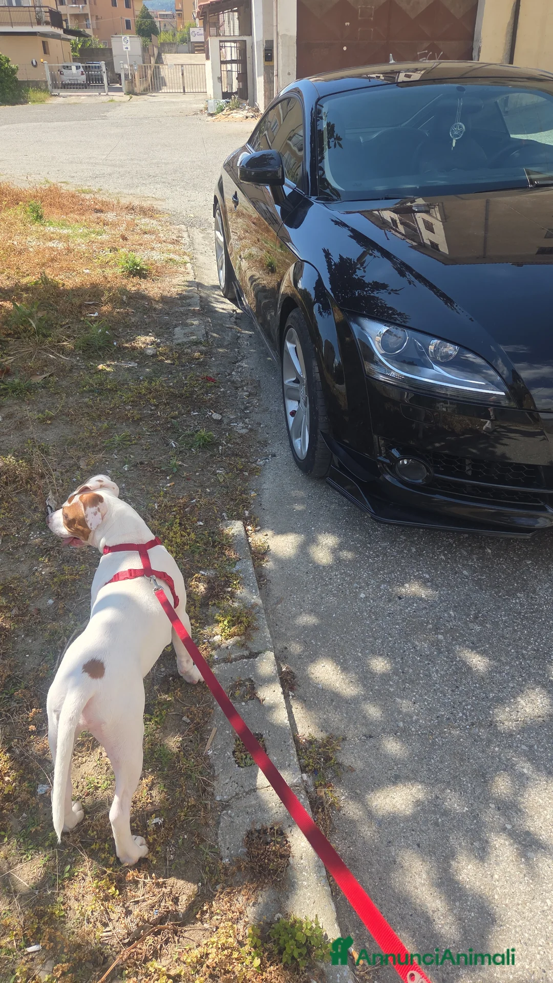 Pitbull cani in vendita: Pitbull Red nose - Annuncio 3