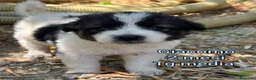Meticcio cani in regalo: TANTI CUCCIOLI SOLI  a Provincia di Vicenza - Annuncio 12