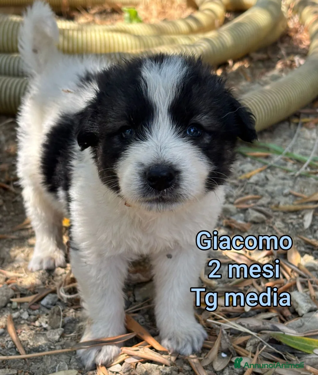 Meticcio cani in regalo: TANTI CUCCIOLI SOLI  a Provincia di Vicenza - Annuncio 12
