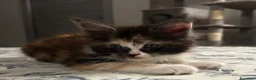 Maine Coon gatti in vendita: Maine coon con pedigree  - Annuncio 13