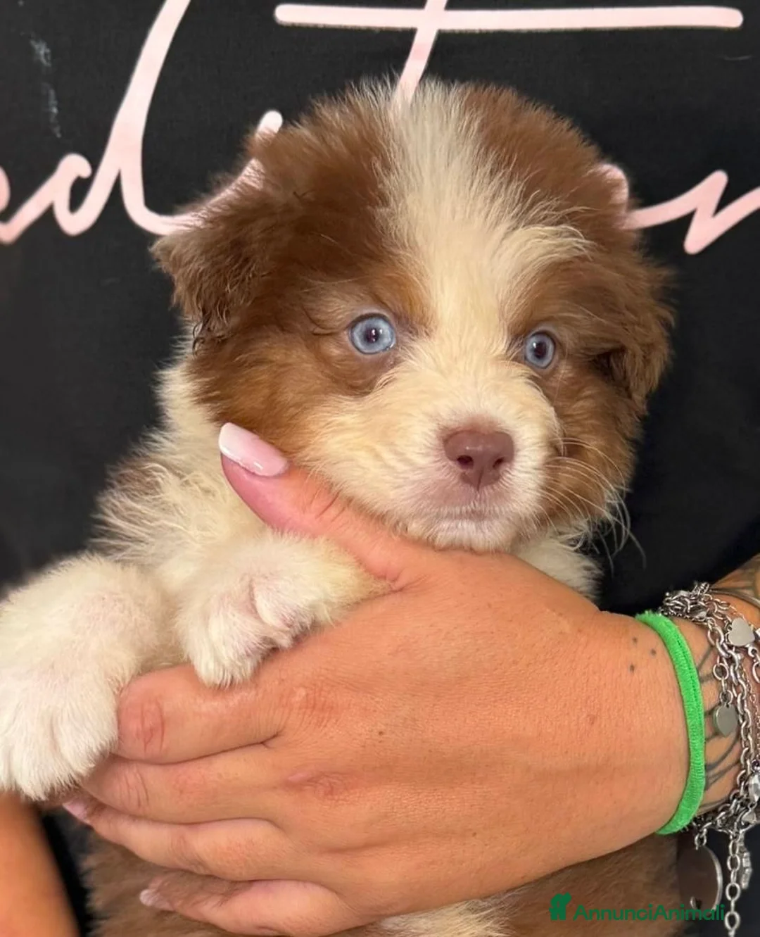 Australian Shepherd cani in vendita: Cuccioli pastore australiano  a Città metropolitana di Roma Capitale - Annuncio 2