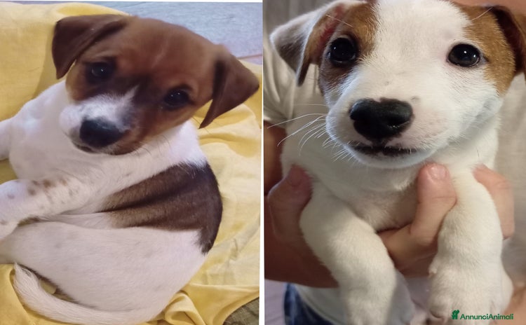Jack Russell cani a Provincia di Ravenna - Annuncio 2