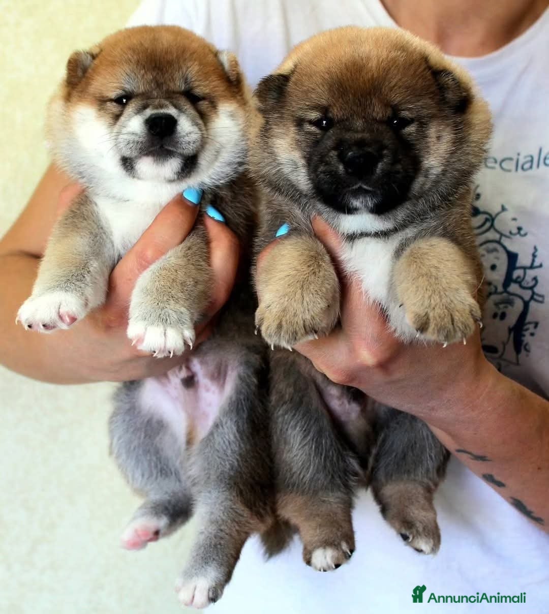 Shiba Inu cani in vendita: SHIBA INU CUCCIOLI  - Annuncio 15