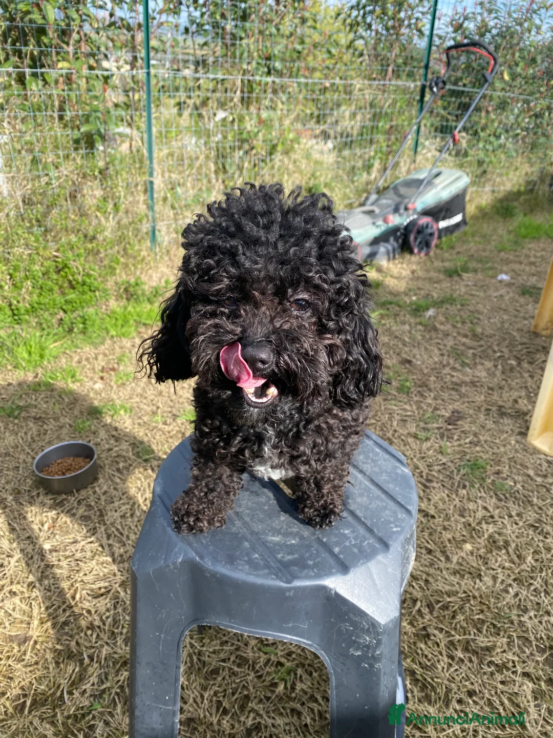 Barboncino Toy cani per accoppiamento: Barboncino Toy  - Annuncio 8