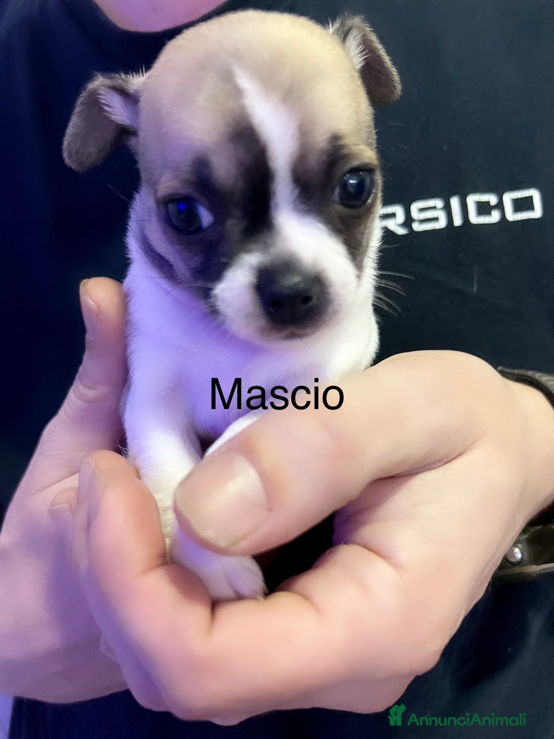 Chihuahua cani in vendita: Chihuahua  - Annuncio 5