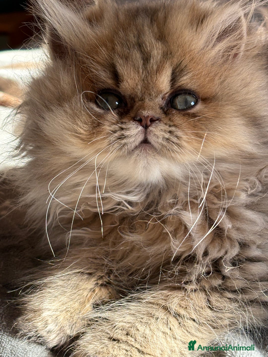 Persiano gatti in vendita: Maschietto persiano golden - Annuncio 2