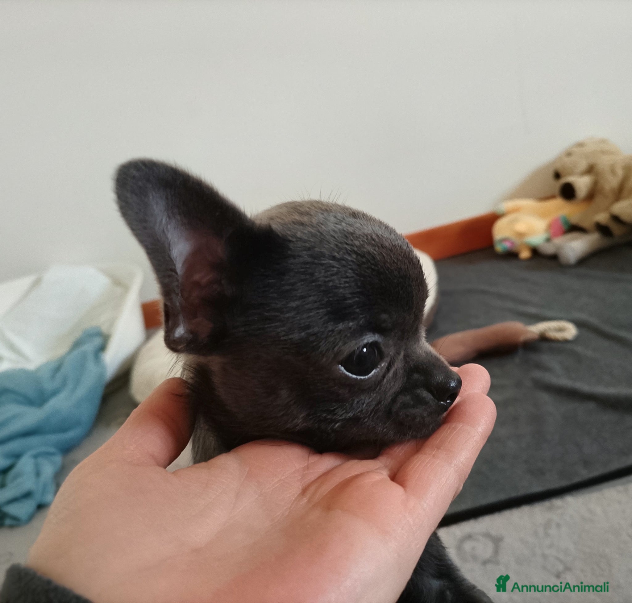 Chihuahua cani Chihuahua con pedigree ENCI  - Annuncio 1