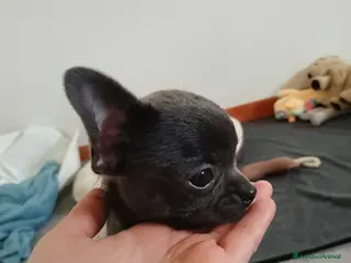 Chihuahua cani Chihuahua con pedigree ENCI - Annuncio 1