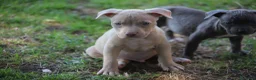 Pitbull cani in vendita: Pit Bull con pedigree anche a rate  - Annuncio 25