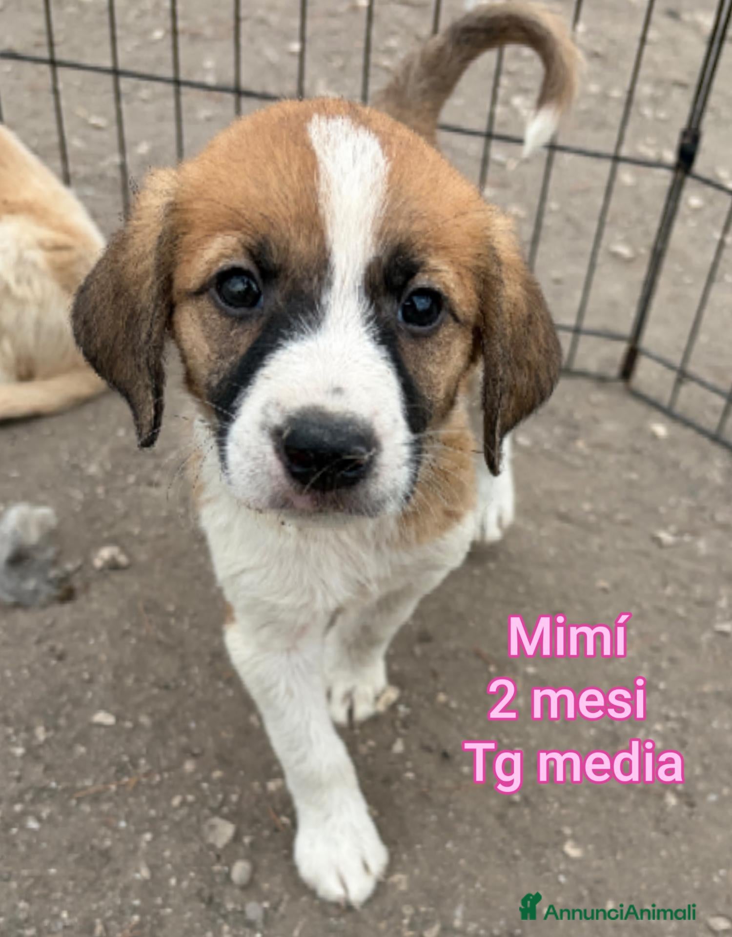 Meticcio cani TROPPI CUCCIOLI SOLI IN RIFUGIO  - Annuncio 26