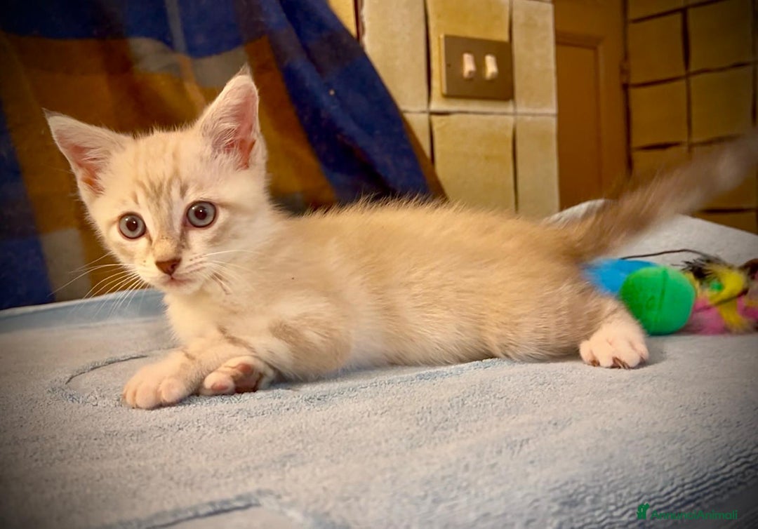 Siamese gatti in regalo: Gattino occhi azzurri incrocio siamese a Metropolitan City of Rome Capital - Immagine 2