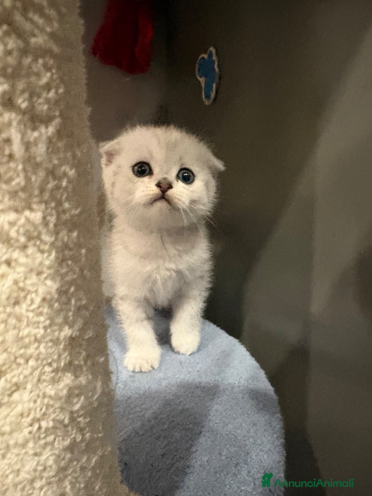 British gatti Scottish fold sthrait  - Annuncio 21