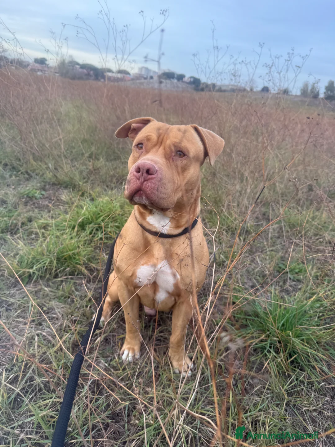 Pitbull cani in regalo: Pitbull red nose  a Città metropolitana di Roma Capitale - Annuncio 2