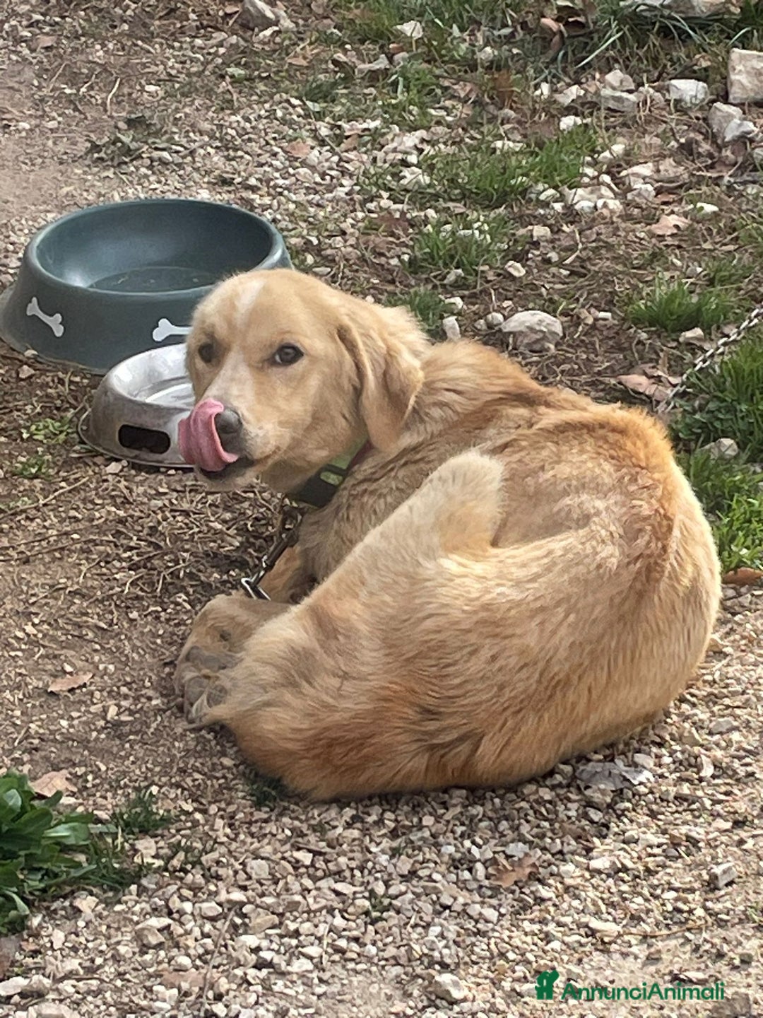 Meticcio cani in regalo: Mix Golden 2anni femmina a catena da salvare!LAZIO a Città metropolitana di Milano - Annuncio 1