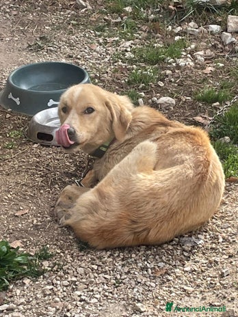 Meticcio cani a Città metropolitana di Milano - Annuncio 2