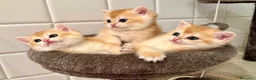British gatti in vendita: British Shorthair golden chell ny12 - Annuncio 3