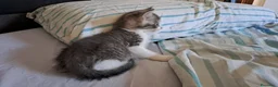 Europeo gatti in regalo: Palino - Annuncio 3