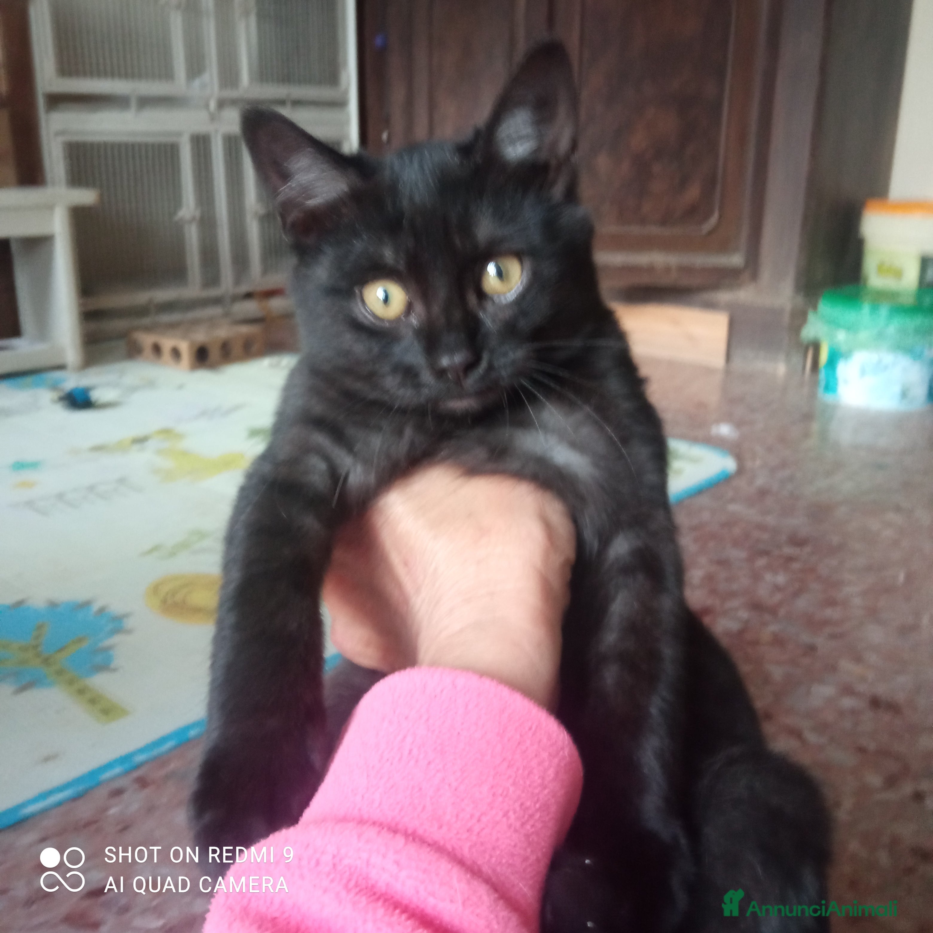 Altre razze gatti Gattino nero di 4 mesi - Annuncio 13