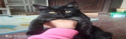 Altre razze gatti in regalo: Gattino nero di 4 mesi - Annuncio 1