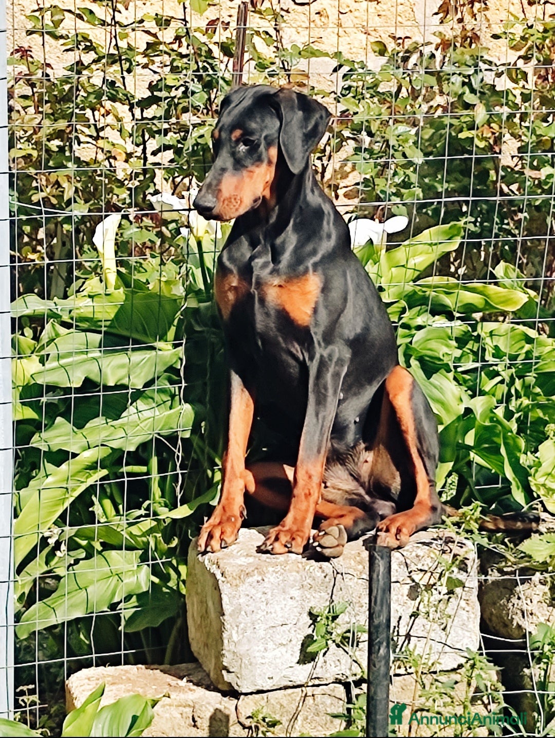 Dobermann cani Cuccioli di dobermann  - Annuncio 1