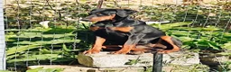 Dobermann cani in vendita: Cuccioli di dobermann  - Annuncio 1