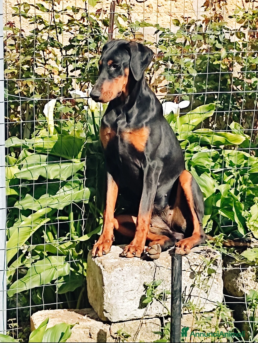 Dobermann cani in vendita: Cuccioli di dobermann  - Annuncio 1