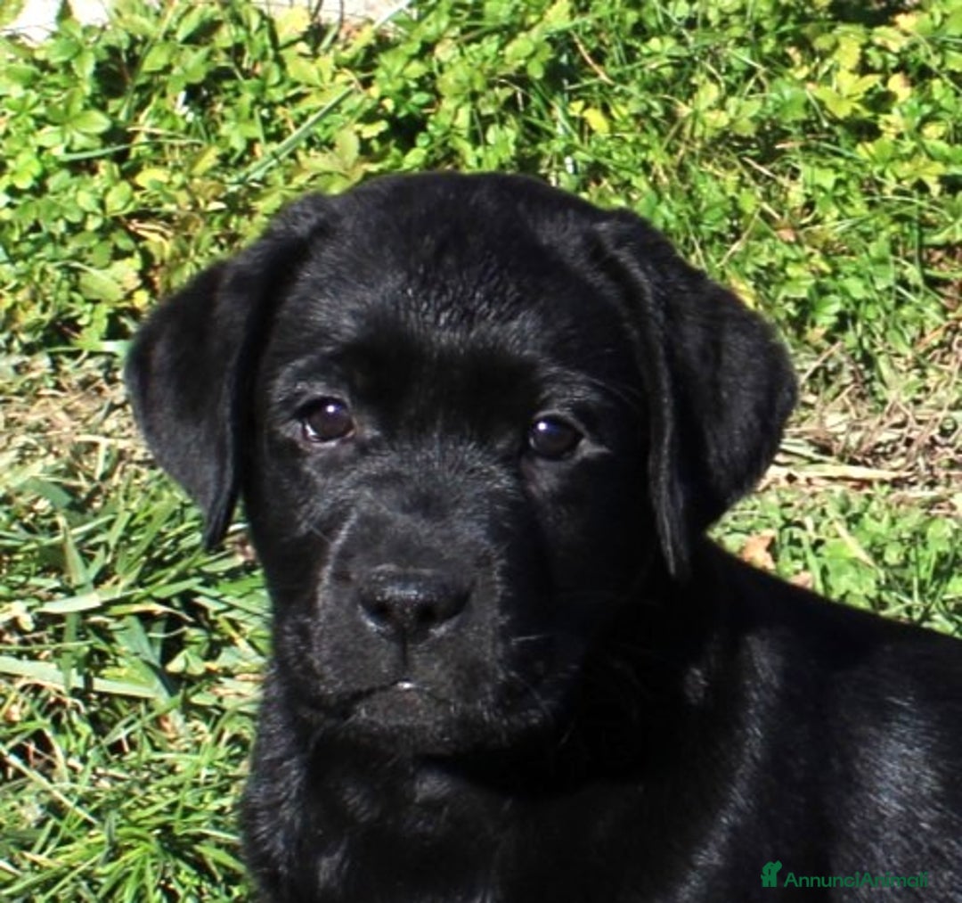 Labrador cani in vendita: Tre cuccioli di labrador retriever nero  - Annuncio 6