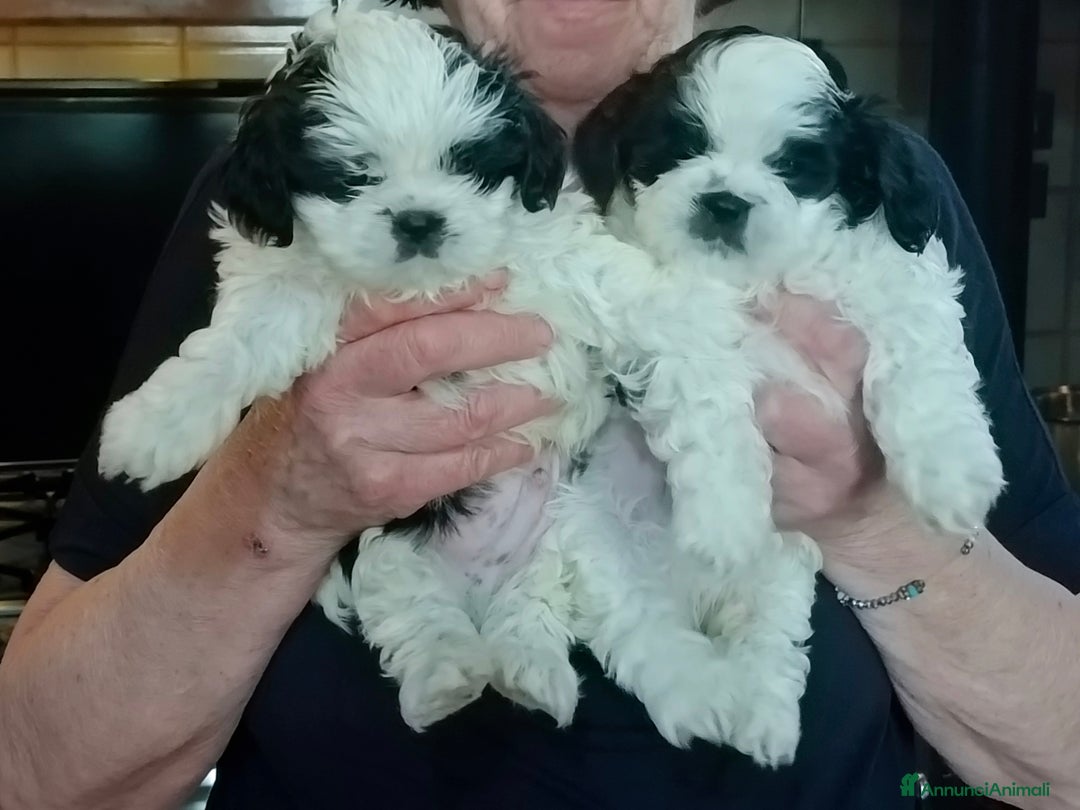 Shih Tzu cani in vendita: Cuccioli pronti fra un mese a Provincia di Pordenone - Immagine 2