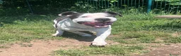 Pitbull cani in regalo: ARGO simil amstaff: vogliamo la sua rinascita a Provincia di Monza e della Brianza - Annuncio 5