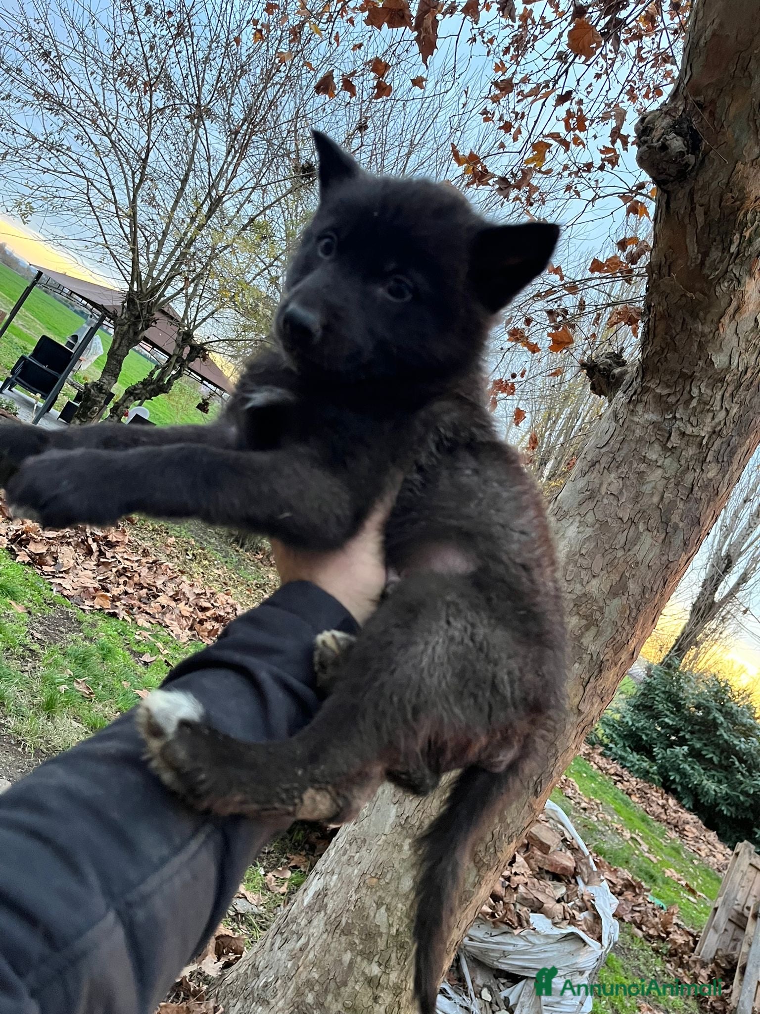 Lupo Cecoslovacco cani Splendidi cuccioli di American Wolf  - Annuncio 1